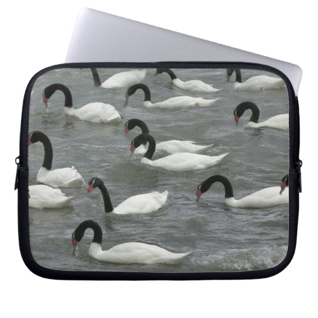 Capa Para Notebook Cisnes de pescoço negro (Cygnus melancoryphus) (Frente)