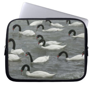 Capa Para Notebook Cisnes de pescoço preto (Cygnus melancoryphus)