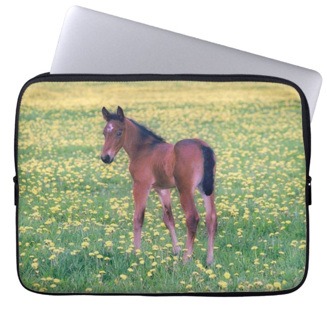 Capa Para Notebook Colt no Campo de Dandelion (Frente)
