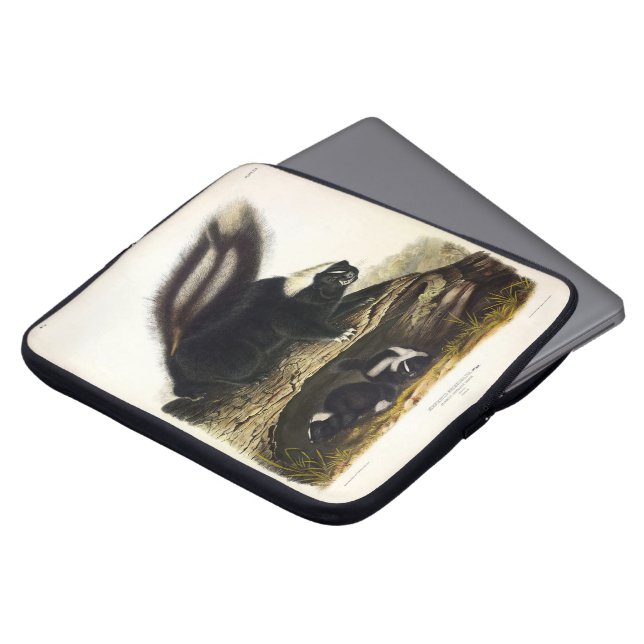 Capa Para Notebook Common American Skunk ou Striped Skunk, de Audubon (Frente Topo)