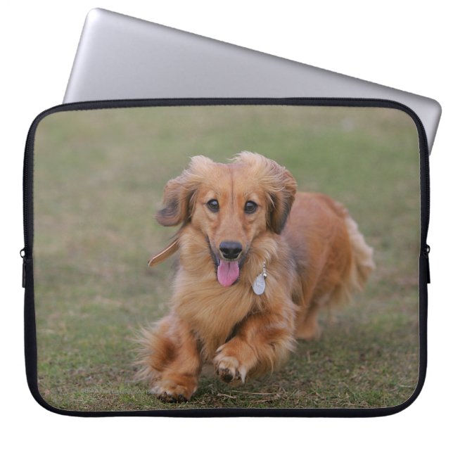 Capa Para Notebook Corredor do Dachshund de Miniture (Frente)