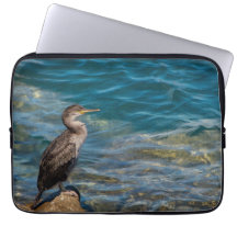 Corvo-excelente Nas Rochas