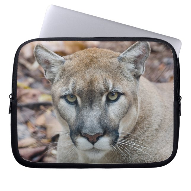 Capa Para Notebook Cougar, leão da montanha, Puma da Flórida (Frente)