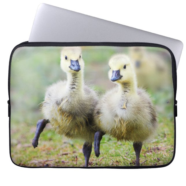 Capa Para Notebook Cutest Baby Animals | Canadian Goose Goslings (Frente)