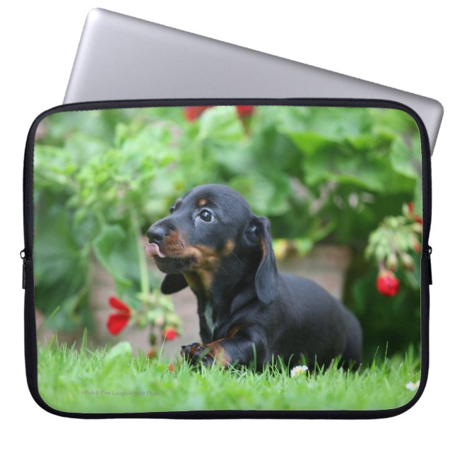 Capa Para Notebook Dachshund diminuto Liso-de cabelo 1 (Frente)