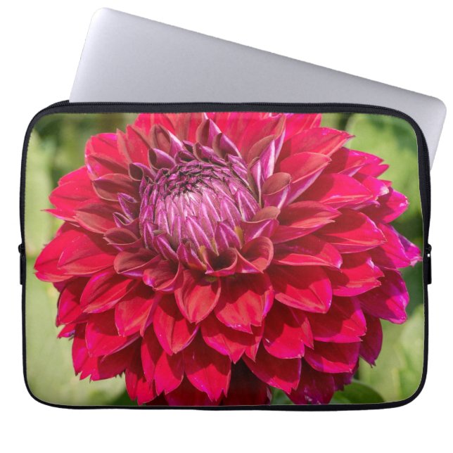 Capa Para Notebook Dahlia Rosa Delight: Bela Fotografia Flor (Frente)
