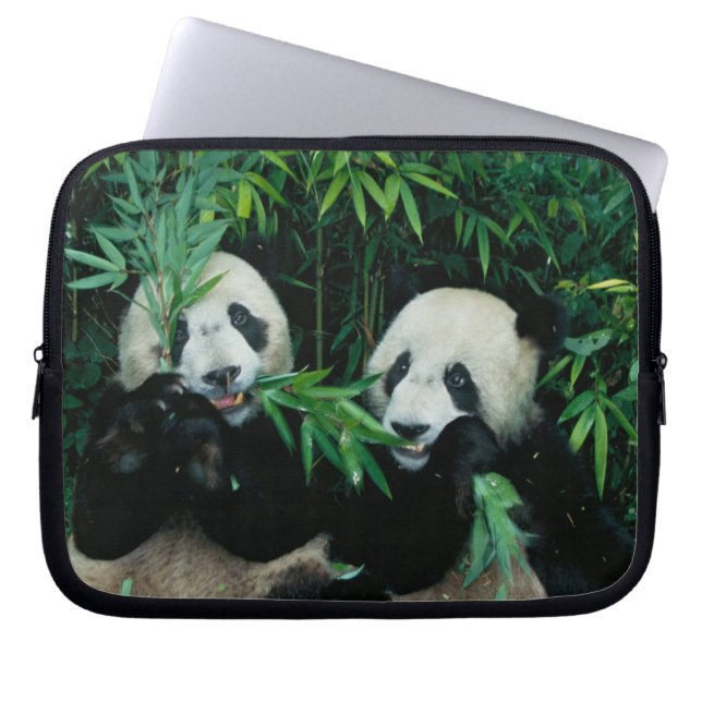 Capa Para Notebook Dois pandas comendo bambu juntos, Wolong (Frente)