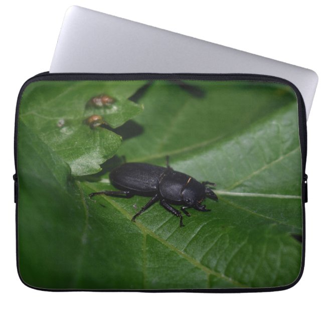 Capa Para Notebook Dorcus parallelipipedus , o escaravelho inferior (Frente)