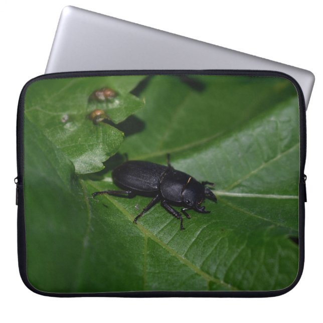 Capa Para Notebook Dorcus parallelipipedus , o escaravelho inferior (Frente)