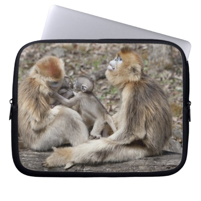 Capa Para Notebook Duas fêmeas de Macacos Dourados com recém-nascidos (Frente)