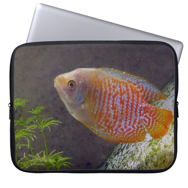 Capa Para Notebook Dwarf Gourami Fish (Frente)
