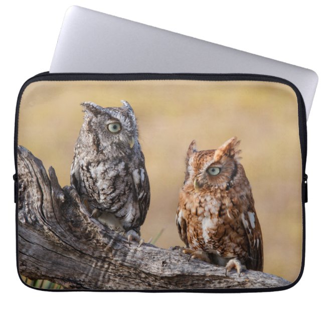 Capa Para Notebook Eastern Screech Ow Roosting in Tree (Frente)