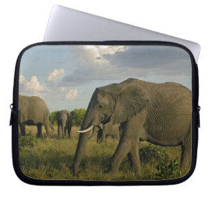 Capa Para Notebook Elefantes africanos pastando, Loxodonta africana,