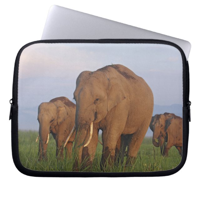 Capa Para Notebook Elefantes indianos na pastagem (Frente)