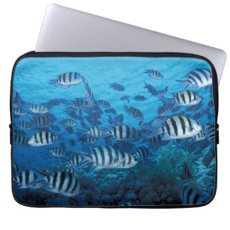 Capa Para Notebook Escola de Bolsas de laptop de Peixes Espalhados