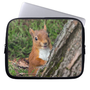 Capa Para Notebook esquilo vermelho