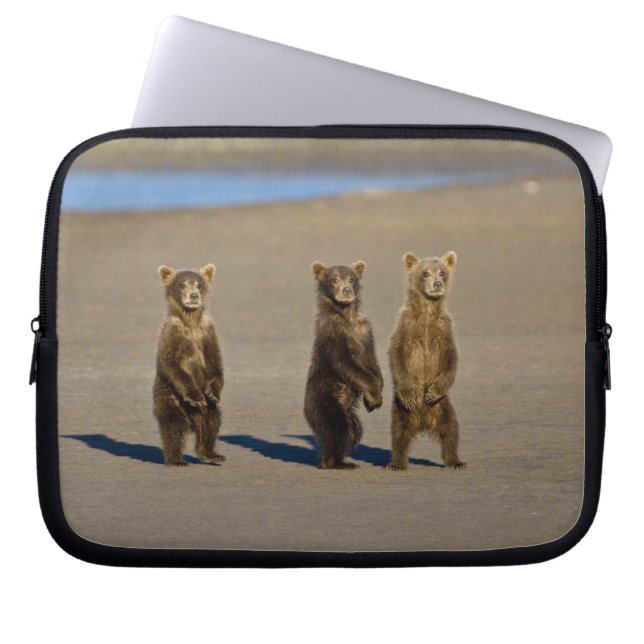 Capa Para Notebook EUA. Alasca. Filhotes de urso-pardo costeiro (Frente)