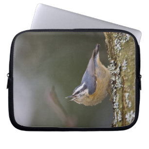 Capa Para Notebook EUA, Estado de Washington, Red-Brested Nuthatch,