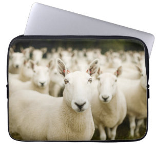 Capa Para Notebook Fazendas Efetivos de ovinos
