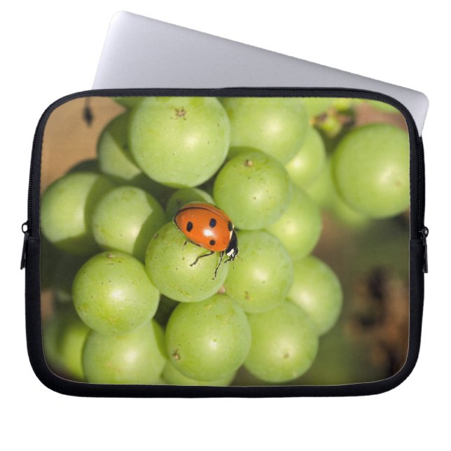 Capa Para Notebook Feche o inseto da senhora na uva Pinot Noir verde (Frente)