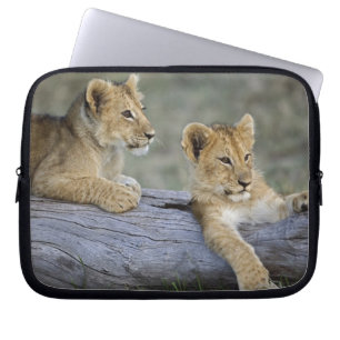 Capa Para Notebook Filhos de leões em log, Panthera leo, Masai Mara,