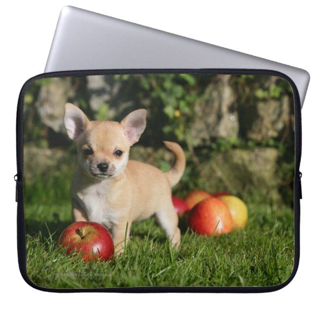Capa Para Notebook Filhote de cachorro da chihuahua com maçãs (Frente)