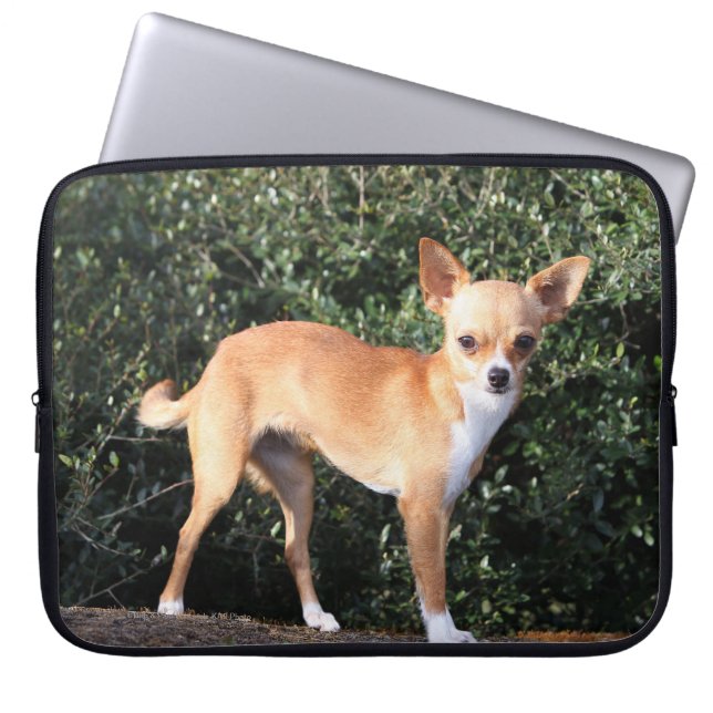 Capa Para Notebook Filhote de cachorro da chihuahua do Teacup (Frente)