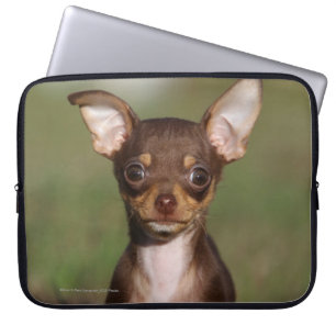 Capa Para Notebook Filhote de cachorro da chihuahua que olha a câmer