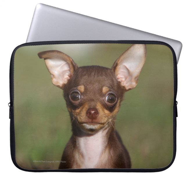Capa Para Notebook Filhote de cachorro da chihuahua que olha a câmera (Frente)