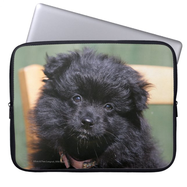 Capa Para Notebook Filhote de cachorro preto de Pomeranian (Frente)