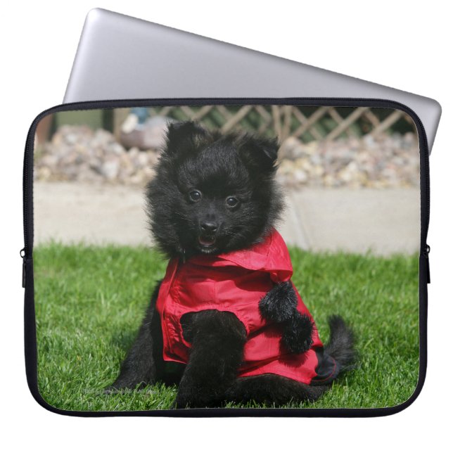 Capa Para Notebook Filhote de cachorro preto de Pomeranian que olha a (Frente)