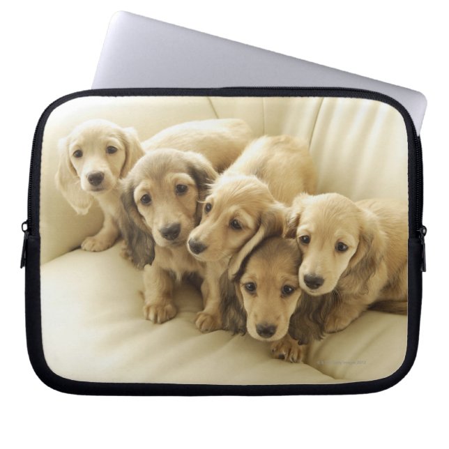 Capa Para Notebook Filhotes de cachorro do Wiener (Frente)
