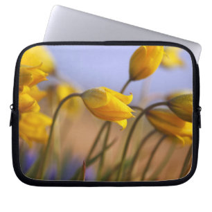 Capa Para Notebook Fim-acima dos daffodils