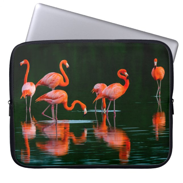 Capa Para Notebook flamingos americanos com reflexões em repouso e Fo (Frente)
