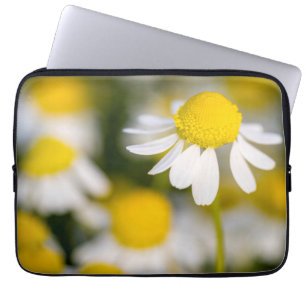 Capa Para Notebook Flor de camomila close-up, Hungria