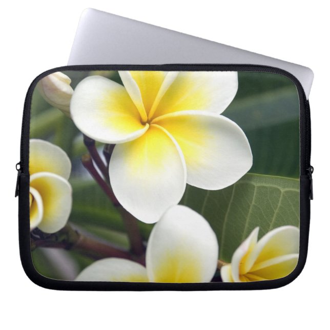 Capa Para Notebook Flor de frangipani Ilhas Cook (Frente)