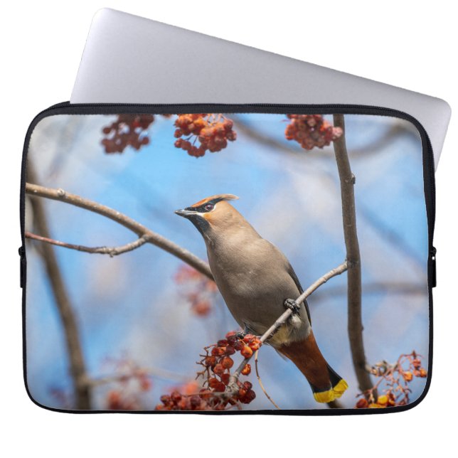 Capa Para Notebook Fotografia de Aves, Papa-Tudo Cereiragraúdo (Frente)