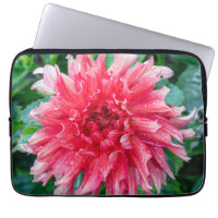 Fotografia Rosa Dahlia, Flor Canadense