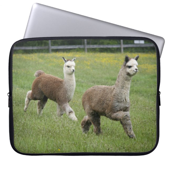 Capa Para Notebook Funcionamento cinzento das alpacas (Frente)
