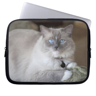 Capa Para Notebook Gato de Ragdoll feminino