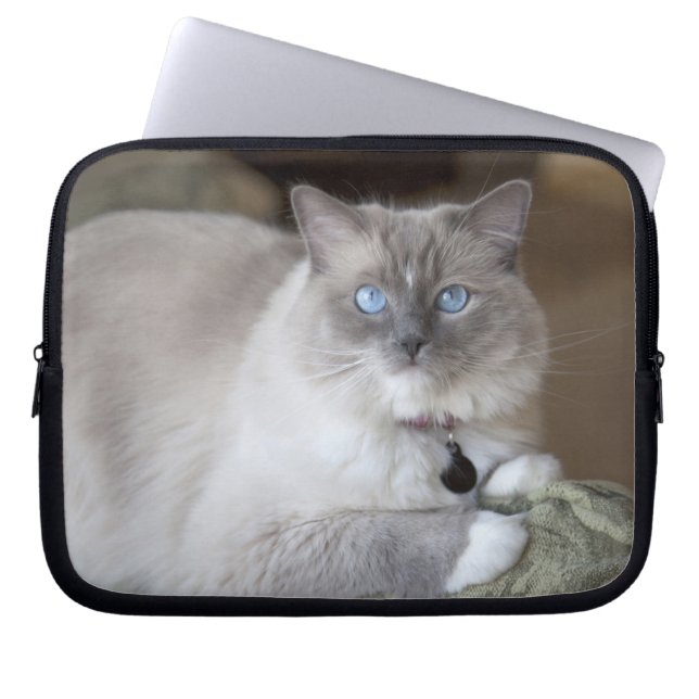 Capa Para Notebook Gato de Ragdoll feminino (Frente)