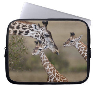 Capa Para Notebook Girafa Masai (Giraffa tippelskirchi)