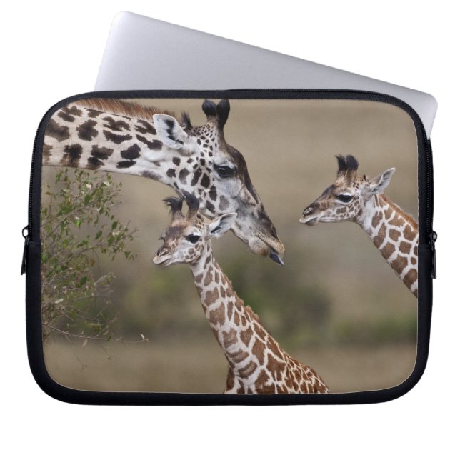 Capa Para Notebook Girafa Masai (Giraffa tippelskirchi) (Frente)