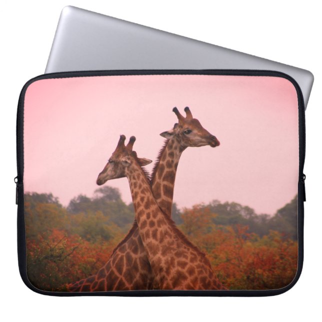 Capa Para Notebook Girafas em pé em mopani com céu rosa (Frente)