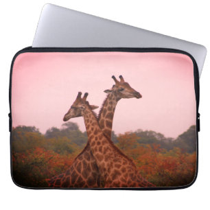 Capa Para Notebook Girafas em pé em mopani com céu rosa