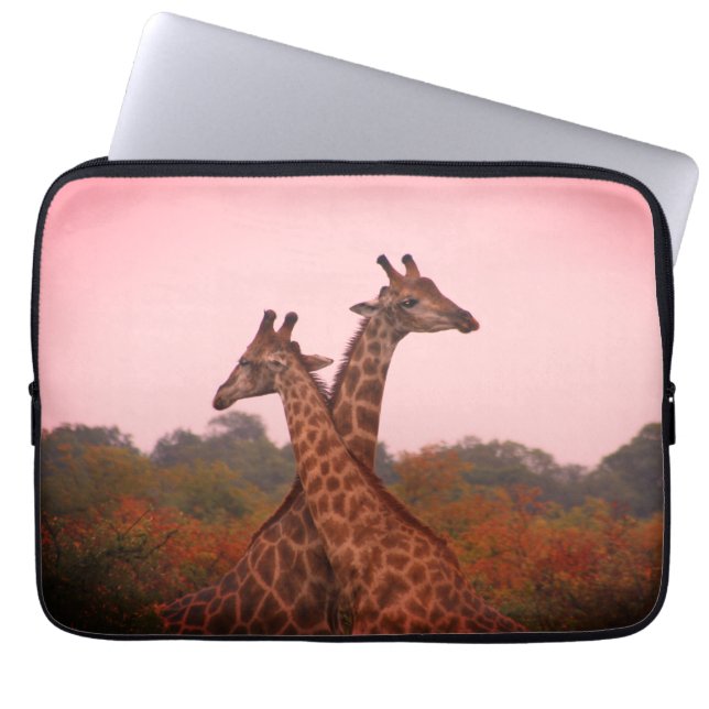 Capa Para Notebook Girafas em pé em mopani com céu rosa (Frente)