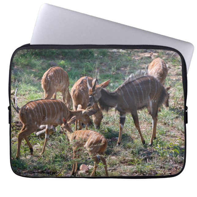 Capa Para Notebook Graceful Nyala Antelope na África (Frente)