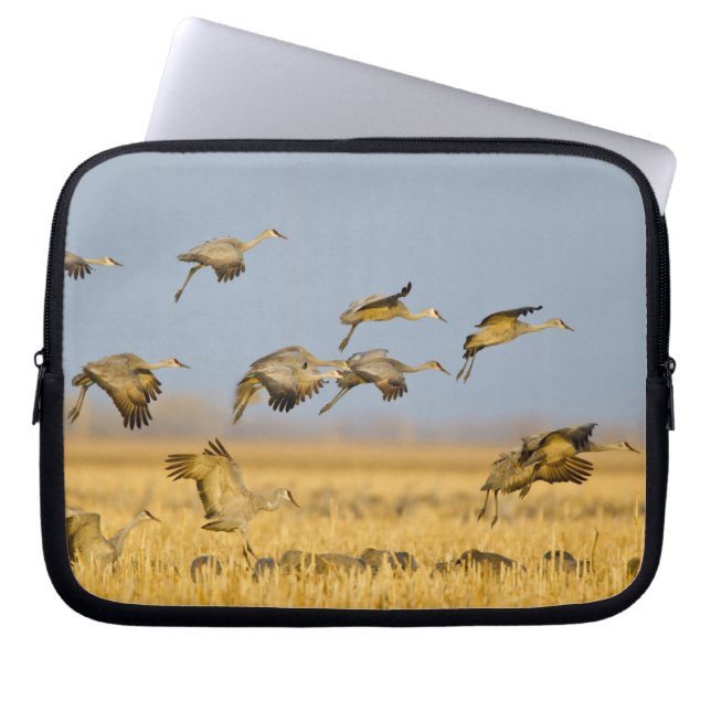 Capa Para Notebook Grous-de-sandália pousam em campos de milho (Frente)