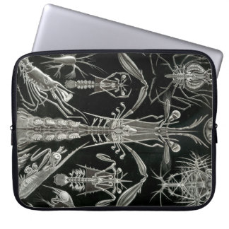 Capa Para Notebook Haeckel Antigo
