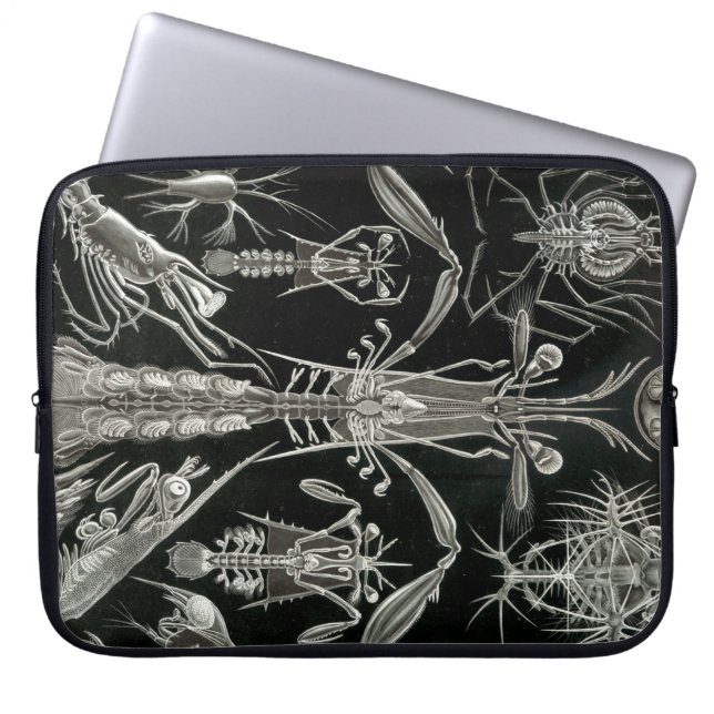 Capa Para Notebook Haeckel Antigo (Frente)